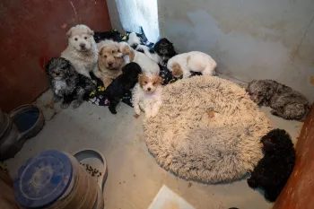Several puppies gathered together in a small, dirty room