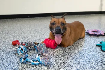 Dog saved from suspected dogfighting operation with new toys