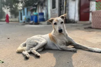 A street dog in India