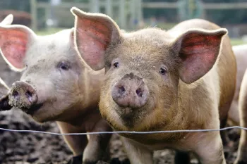 Two pigs standing together