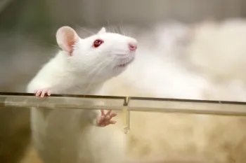 Research and technology stock photo of a white mouse or rat in a laboratory setting