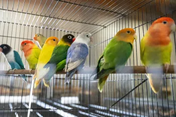 a group of birds in a cage
