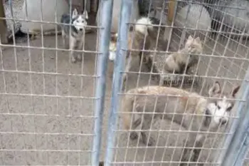 Group of dogs in a fenced enclosure.