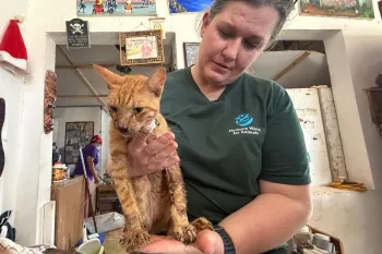 A person holding a small orange tabby cat.