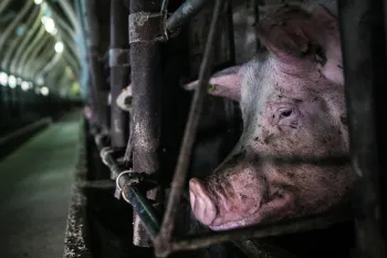  A pig confined in a metal enclosure within an industrial farm setting