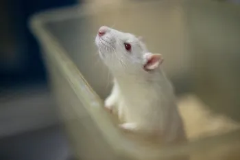 White laboratory rat inside a plastic container.