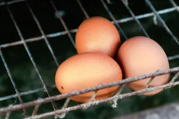 Three brown eggs