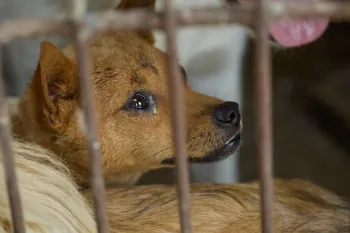 Close-up of a small brown dog behind rusty metal bars