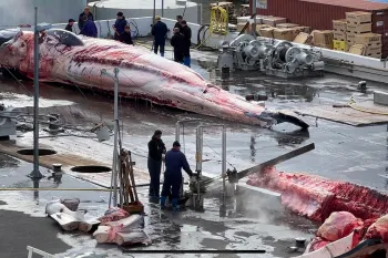 A whale being butchered at a whaling station in Iceland