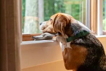A beagle looking out of a window