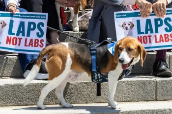 A beagle stands in front of signs that read “LAPS NOT LABS".