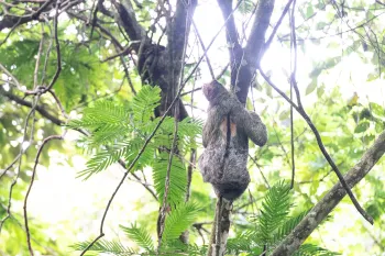 A sloth hangs from thin tree branches in a bright green forest, surrounded by leaves and dappled sunlight.