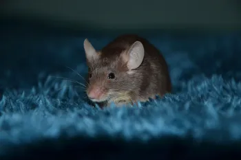 A rat inside a house on blue carpet