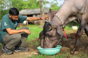 Animal protection organization Humane World for Animals India (formerly called Humane Society International India) has launched emergency relief operations for animals affected by the devastating floods in Maharashtra.