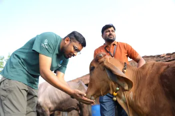 Two people interacting with a brown cow in an outdoor rural setting. 