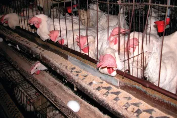A group of chickens in battery cages