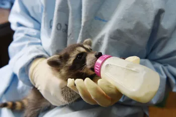 Baby raccoon being held and fed from a bottle