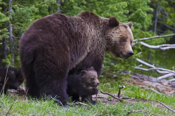 A mother bear with cubs in a forested environment