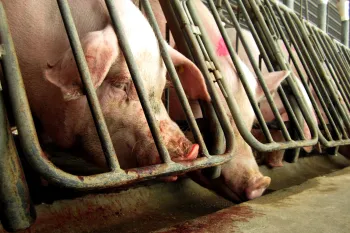 Pigs in a confined area