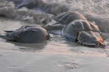 Horseshoe crabs