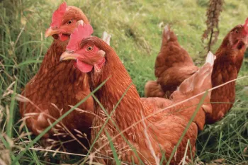 Free hens