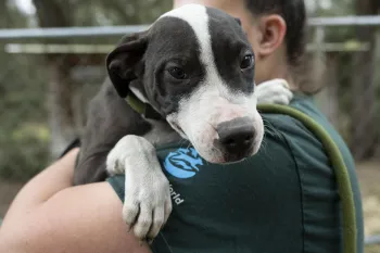 FL Dogfighting Rescue - Clay County