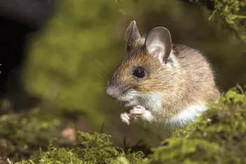 Wood Mouse (Apodemus sylvaticus) stock photos