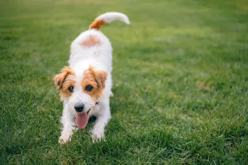 Playful jack russell terrier dog on the lawn
