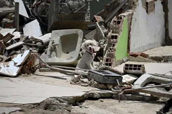 Dog sitting amongst rubble