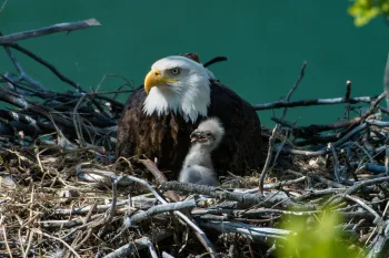 Bald eagle with white head and yellow beak sits in a nest of twigs beside a fluffy eaglet. The background is a blurred green.