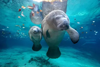 Adult manatee and calf