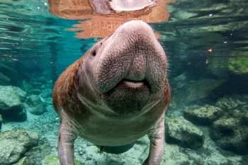 Manatee swimming underwater