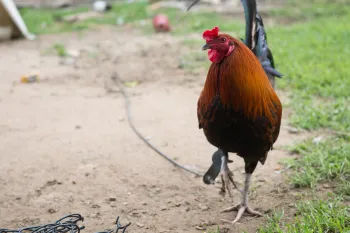 rooster tethered