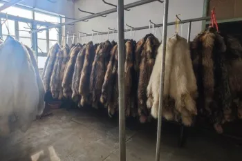 Room with several racks on which animal pelts are hung