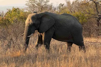 Elephant walking through plains