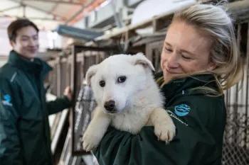 Cheongju dog meat farm and shelter