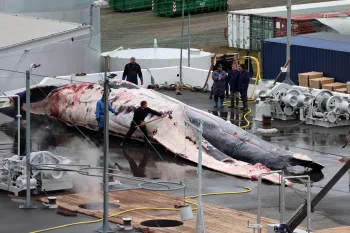 Workers at a dock are butchering a large whale laid out on the wet pavement.