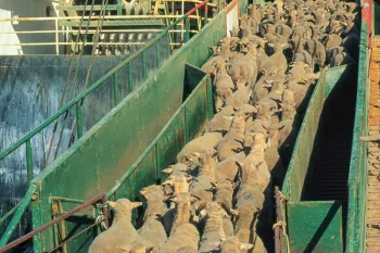 Live transport of sheep