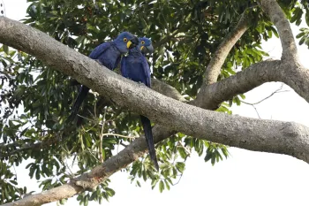 Hyacinth Macaw