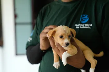 Nagaland, India dog meat trade