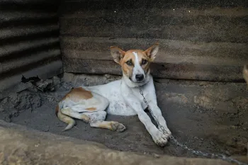 Dog chained as part of India dog meat trade
