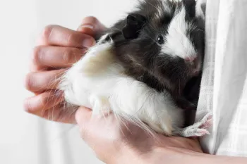 Person holding a black and white guinea pig