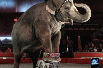 Elephant in a circus