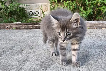 a gray tabby kitten standing outside alone on a sidewalk