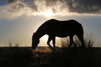 A silhouette of a horse against a sunrise