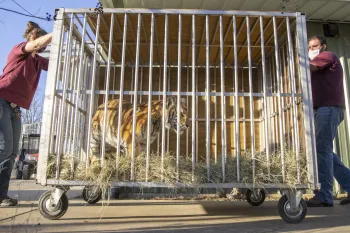 A tiger inside a metal cage on wheels, being transported by two individuals.