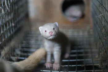 A young, pale-colored mink standing inside a metal mesh cage.