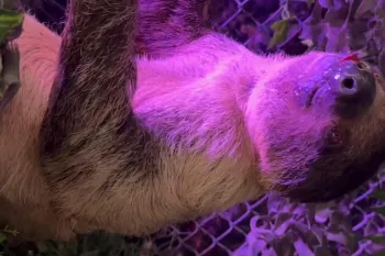 A sloth hanging upside down.