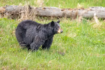Black bear in a field