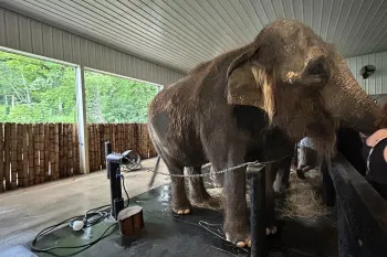 An elephant stands inside a covered enclosure, secured by a chain.